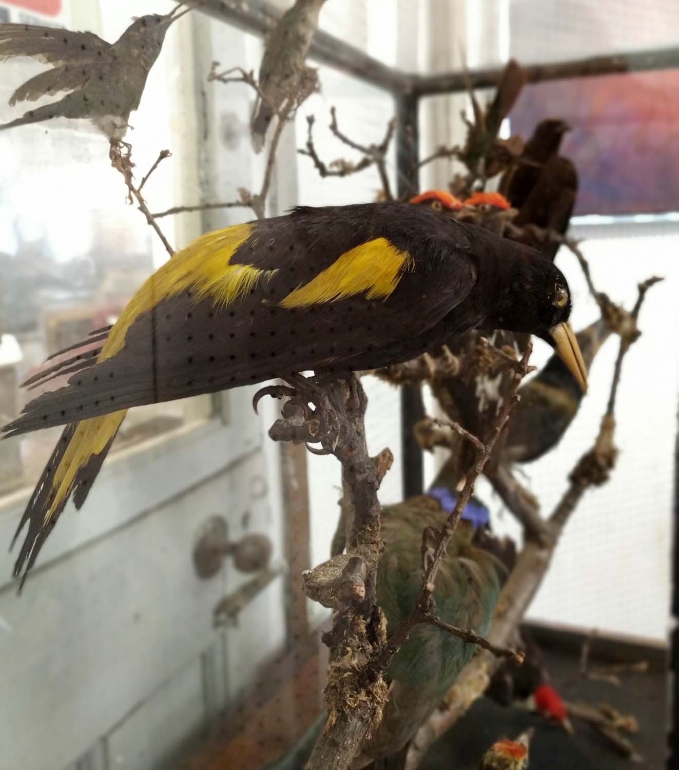 TAXIDERMY BIRDS ON BRANCHES, in a case, 67cm W x 34cm D, probably of South American interest. - Image 5 of 5