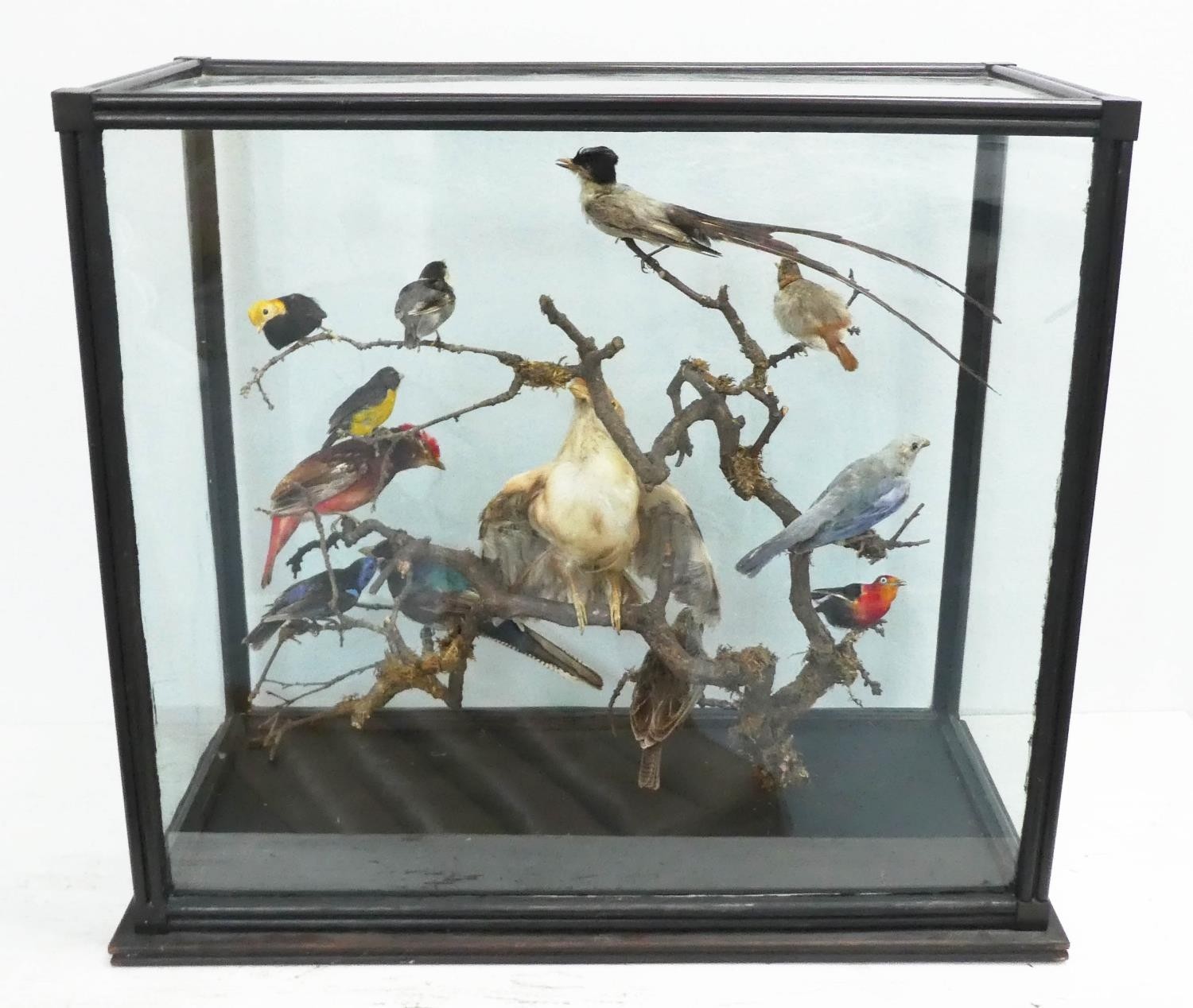 TAXIDERMY BIRDS ON BRANCHES, in a case, 67cm W x 34cm D x 59cm H, probably of South American - Image 7 of 8
