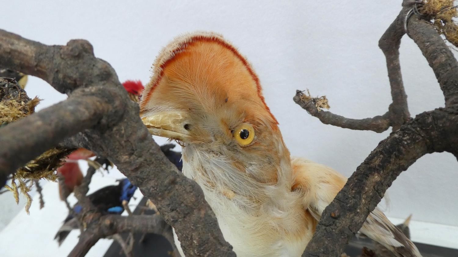 TAXIDERMY BIRDS ON BRANCHES, in a case, 67cm W x 34cm D x 59cm H, probably of South American - Image 6 of 8