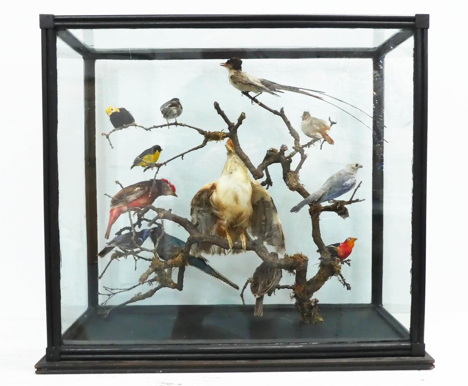 TAXIDERMY BIRDS ON BRANCHES, in a case, 67cm W x 34cm D x 59cm H, probably of South American