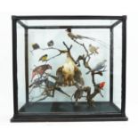 TAXIDERMY BIRDS ON BRANCHES, in a case, 67cm W x 34cm D x 59cm H, probably of South American