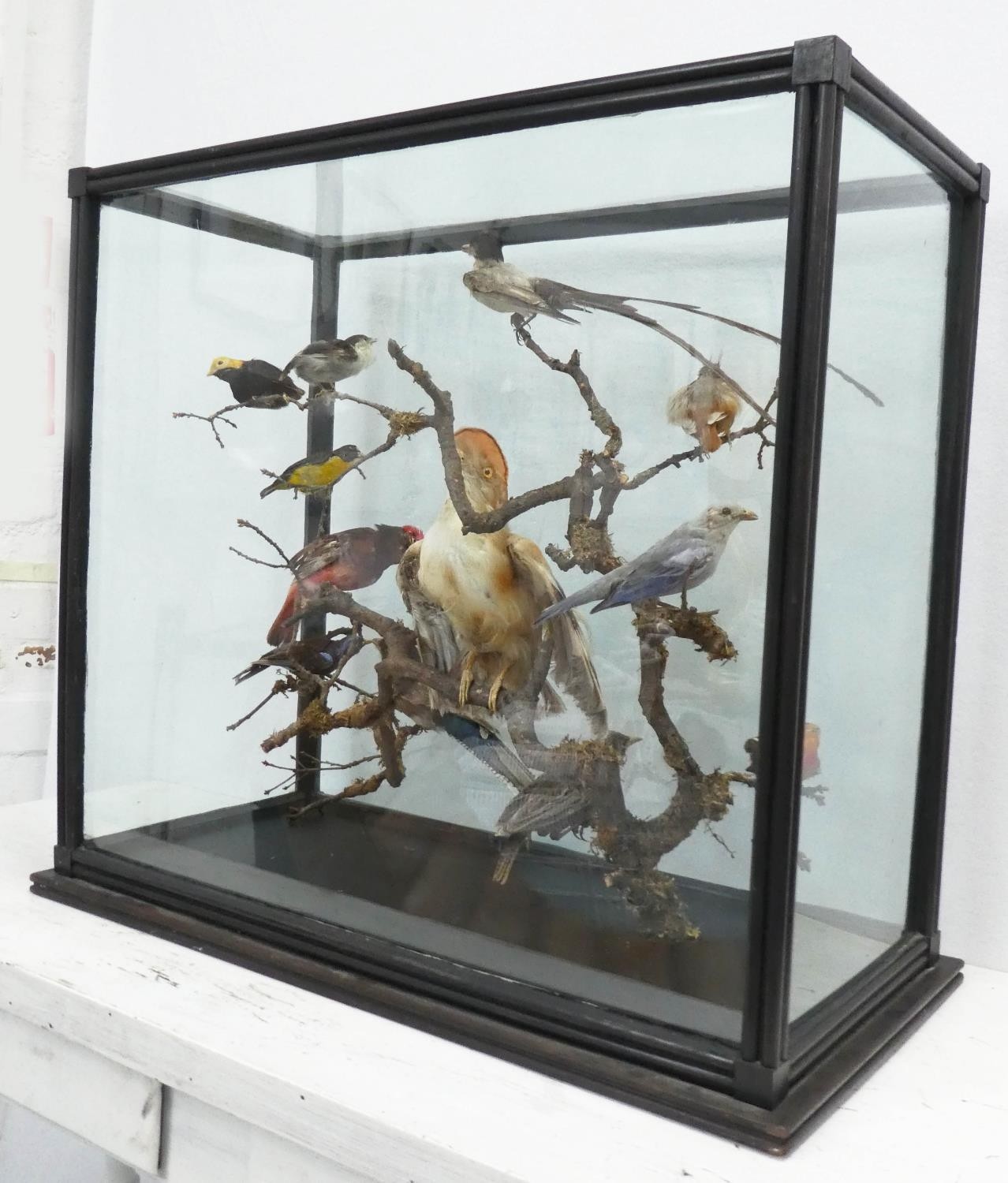 TAXIDERMY BIRDS ON BRANCHES, in a case, 67cm W x 34cm D x 59cm H, probably of South American - Image 8 of 8