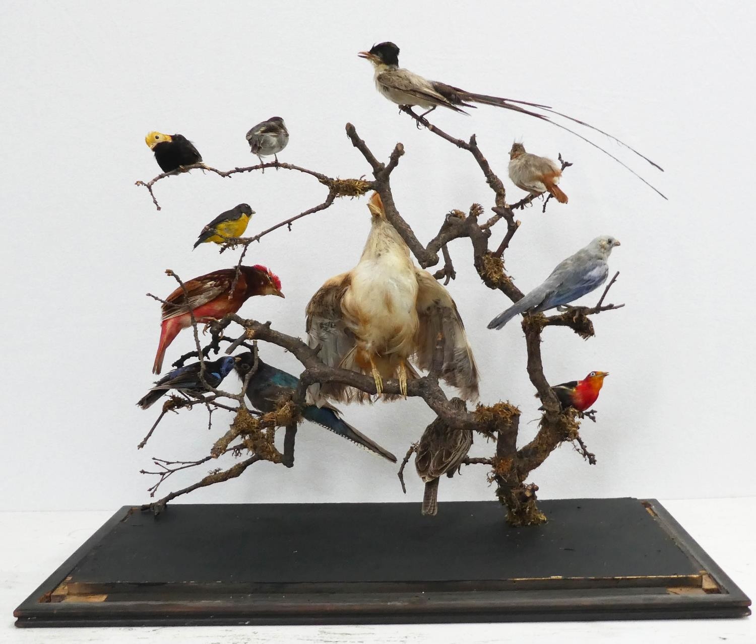 TAXIDERMY BIRDS ON BRANCHES, in a case, 67cm W x 34cm D x 59cm H, probably of South American - Image 2 of 8