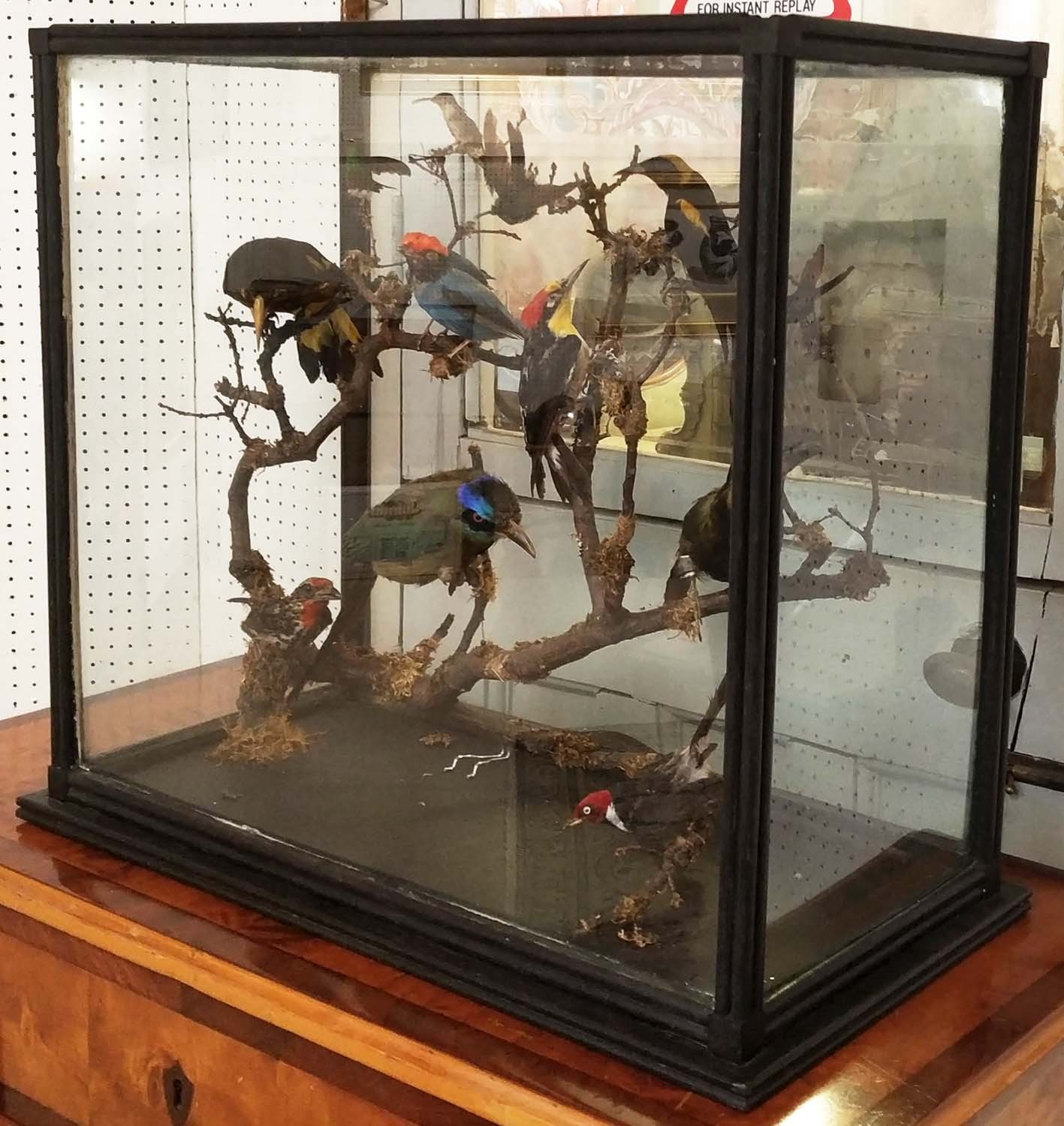 TAXIDERMY BIRDS ON BRANCHES, in a case, 67cm W x 34cm D, probably of South American interest. - Image 2 of 5