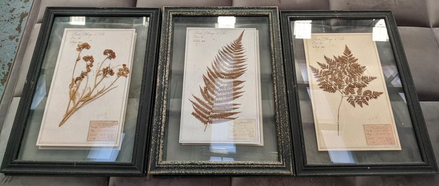 PRESSED BOTANICAL DISPLAY, a set of five, 59cm x 40cm each, framed and glazed (5).