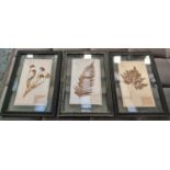 PRESSED BOTANICAL DISPLAY, a set of five, 59cm x 40cm each, framed and glazed (5).