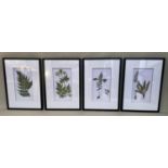 BOTANICAL PRINTS, a set of four, 70cm x 50cm, framed and glazed. (4)