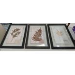 PRESSED BOTANICAL DISPLAY, a set of six, 59cm x 40cm each, framed and glazed (6).