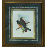 A SET OF FOUR COLOUR LITHOGRAPHS, of birds species, in green and marbled mounts, framed and