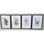 BOTANICAL PRINTS, a set of four, 70cm x 50cm each, framed and glazed (4).