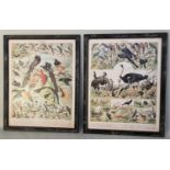 REPRODUCTION VINTAGE FRENCH NATURALIST PRINTS, a pair, 110cm x 87cm, framed. (2)