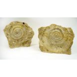 DORSET JURASSIC PARKINSONIA AMMONITE FOSSILS, a set of two, inferior oolite, circa 160 million, 26cm