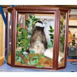 TAXIDERMY INTEREST - A STUFFED BADGER WITH LARGE DISPLAY CASE & TAXIDERMIST CERTIFICATE