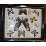 FRAMED BUTTERFLY DISPLAY