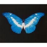 § DAMIEN HIRST (BRITISH B.1965) BLUE BUTTERFLY (SMALL)