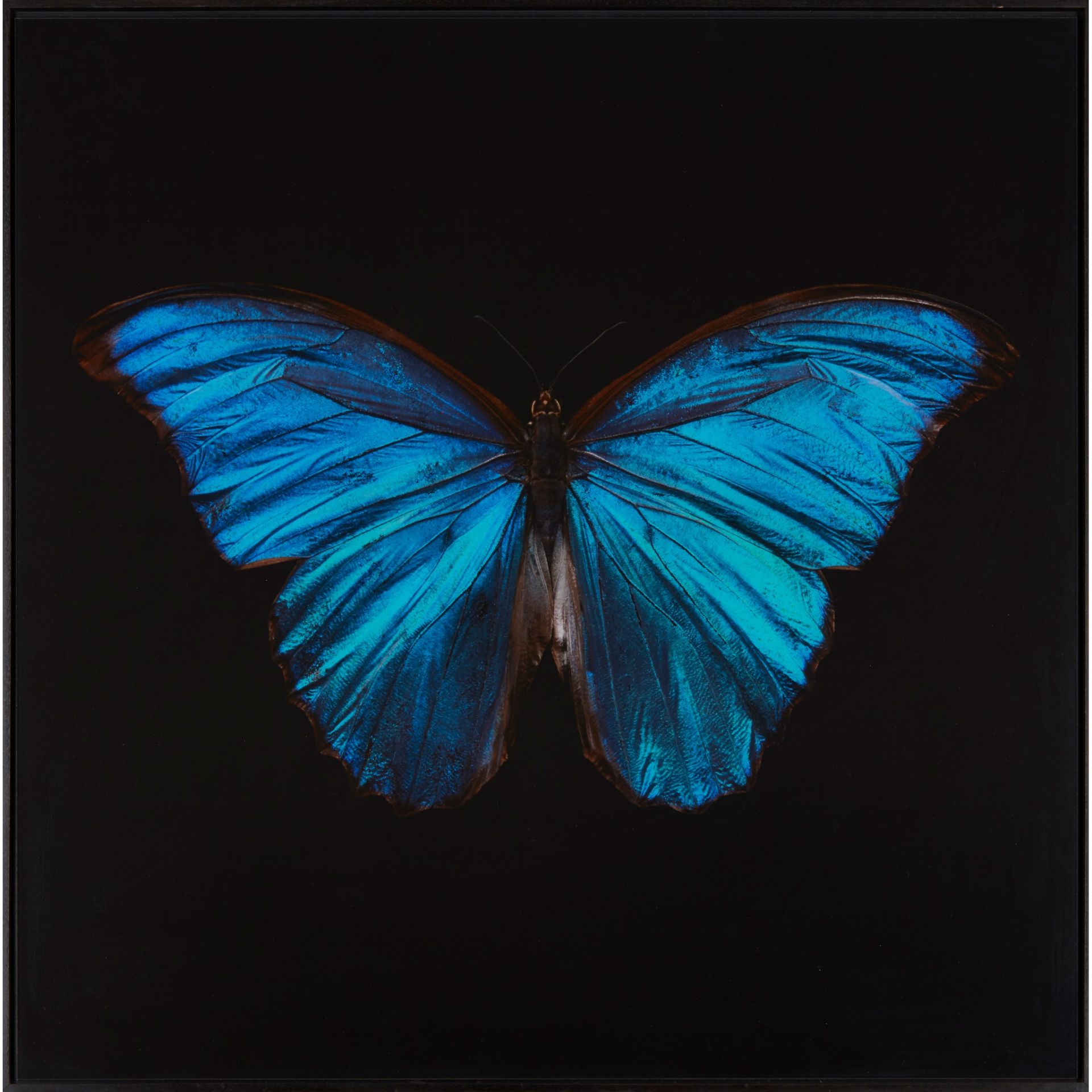 § ALEXANDER JAMES (BRITISH B.1967) MORPHO AMATHONTE - Image 2 of 3