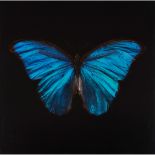 § ALEXANDER JAMES (BRITISH B.1967) MORPHO AMATHONTE