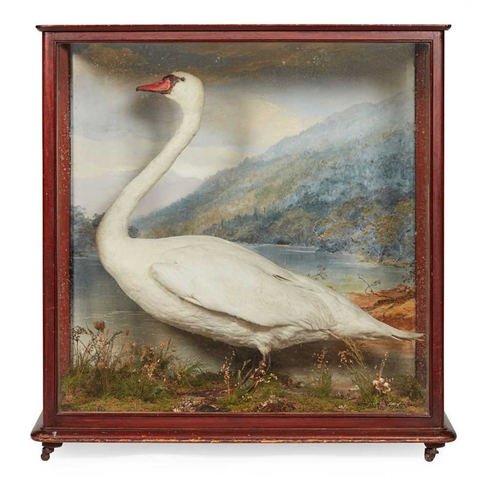 CASED TAXIDERMY DIORAMA, THE TAYMOUTH CASTLE SWAN 19TH CENTURY