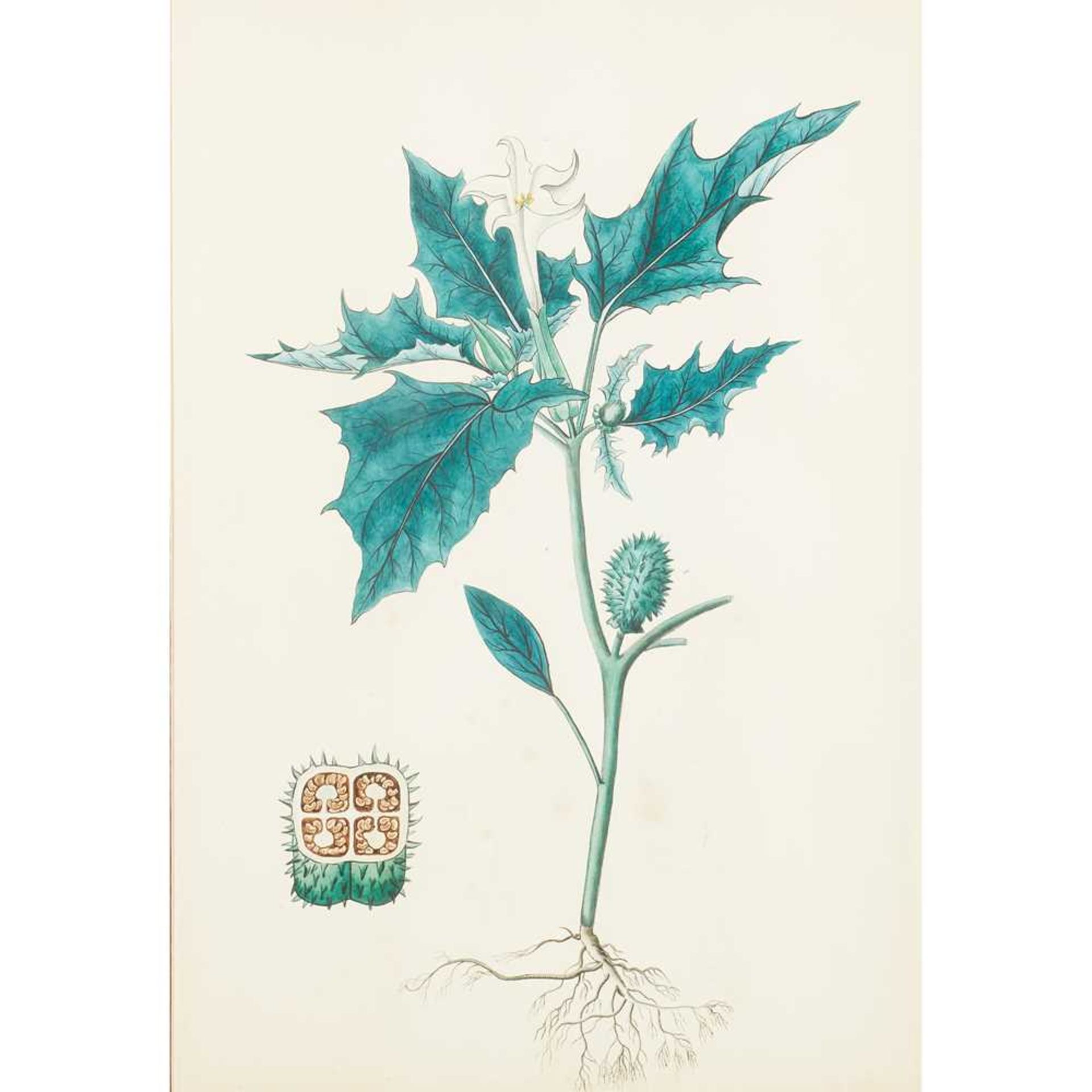 THREE VICTORIAN BOTANICAL WATERCOLOURS 19TH CENTURY - Image 7 of 10
