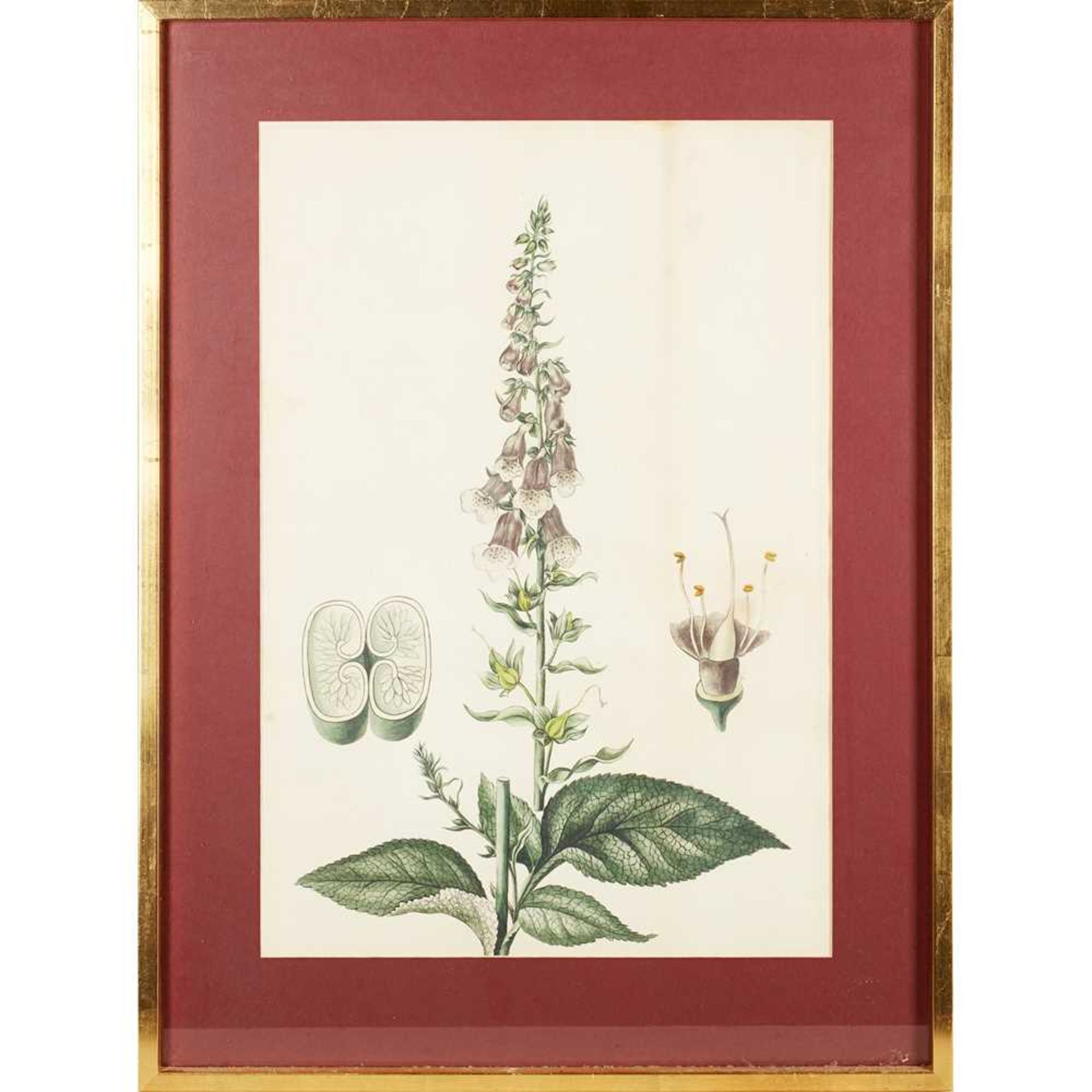 THREE VICTORIAN BOTANICAL WATERCOLOURS 19TH CENTURY - Image 2 of 10