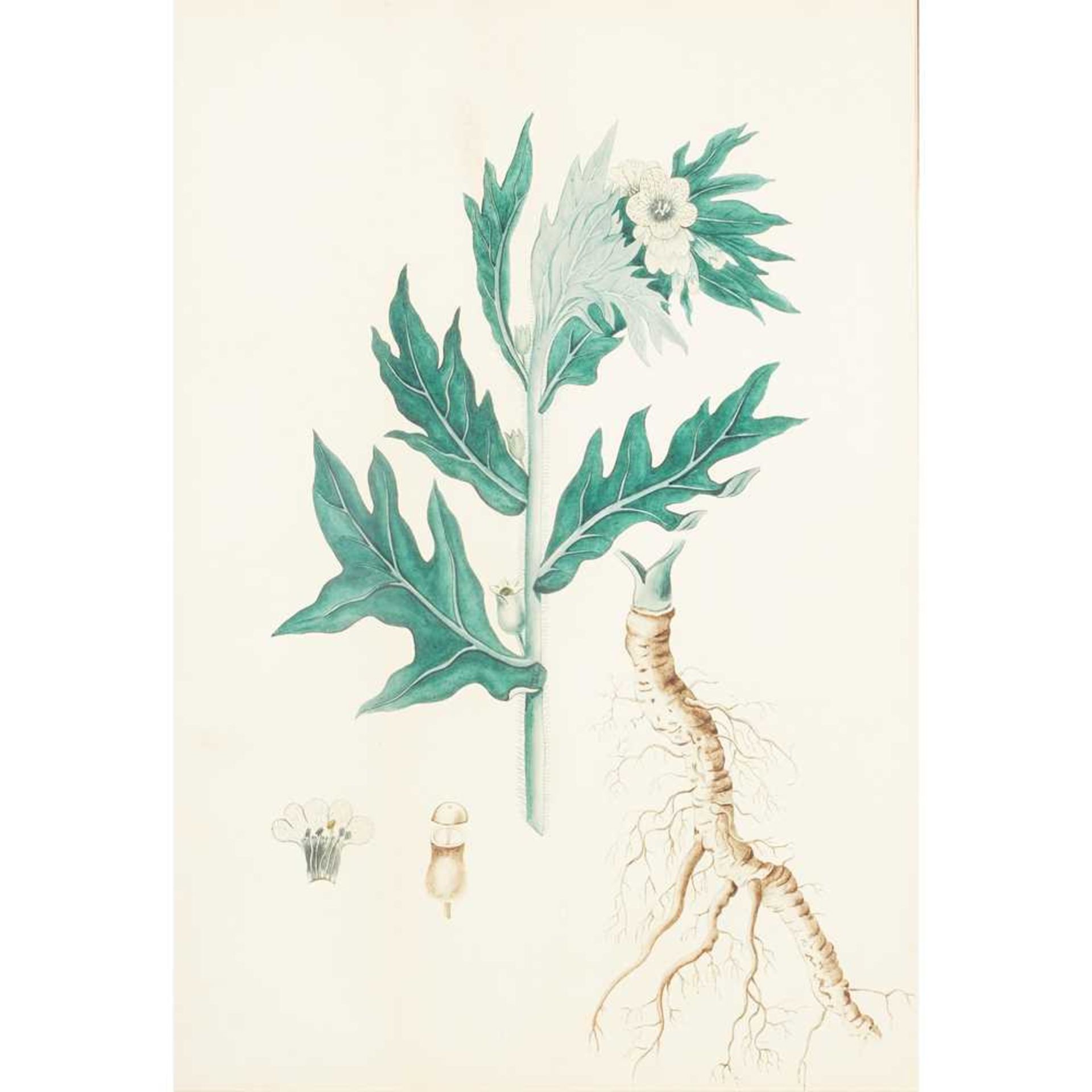 THREE VICTORIAN BOTANICAL WATERCOLOURS 19TH CENTURY - Image 6 of 10