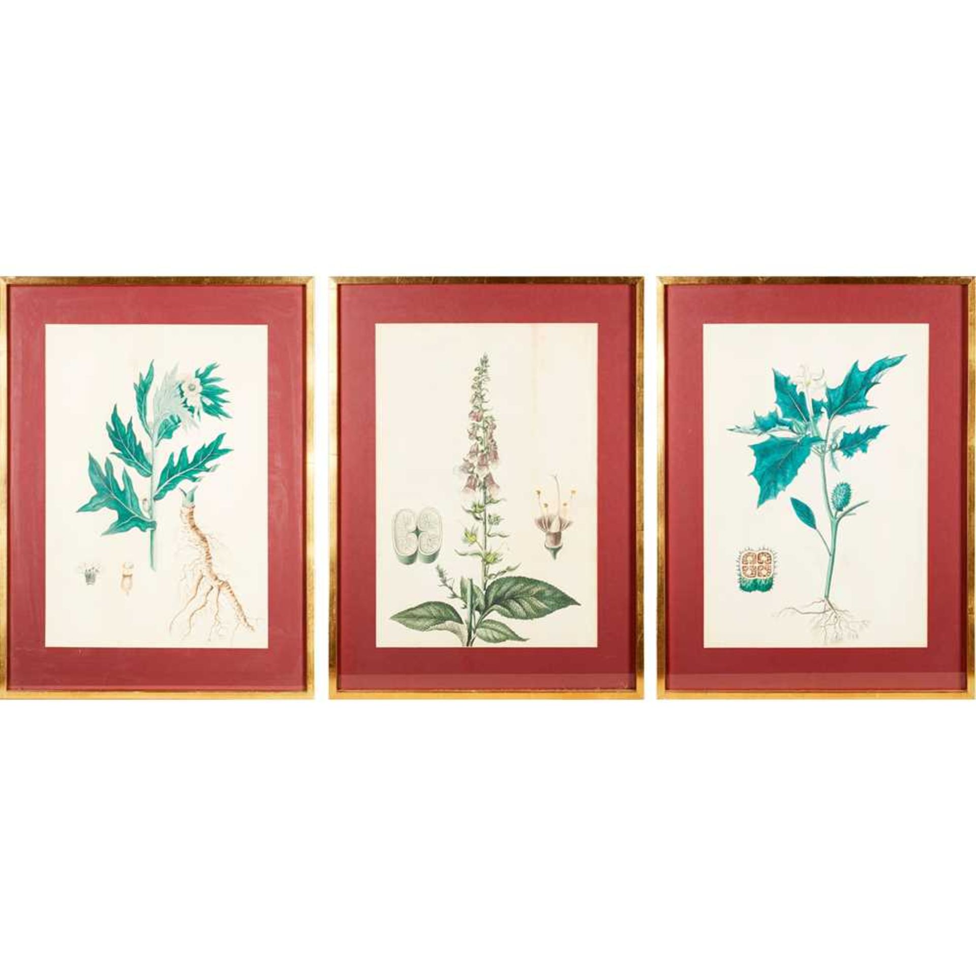 THREE VICTORIAN BOTANICAL WATERCOLOURS 19TH CENTURY