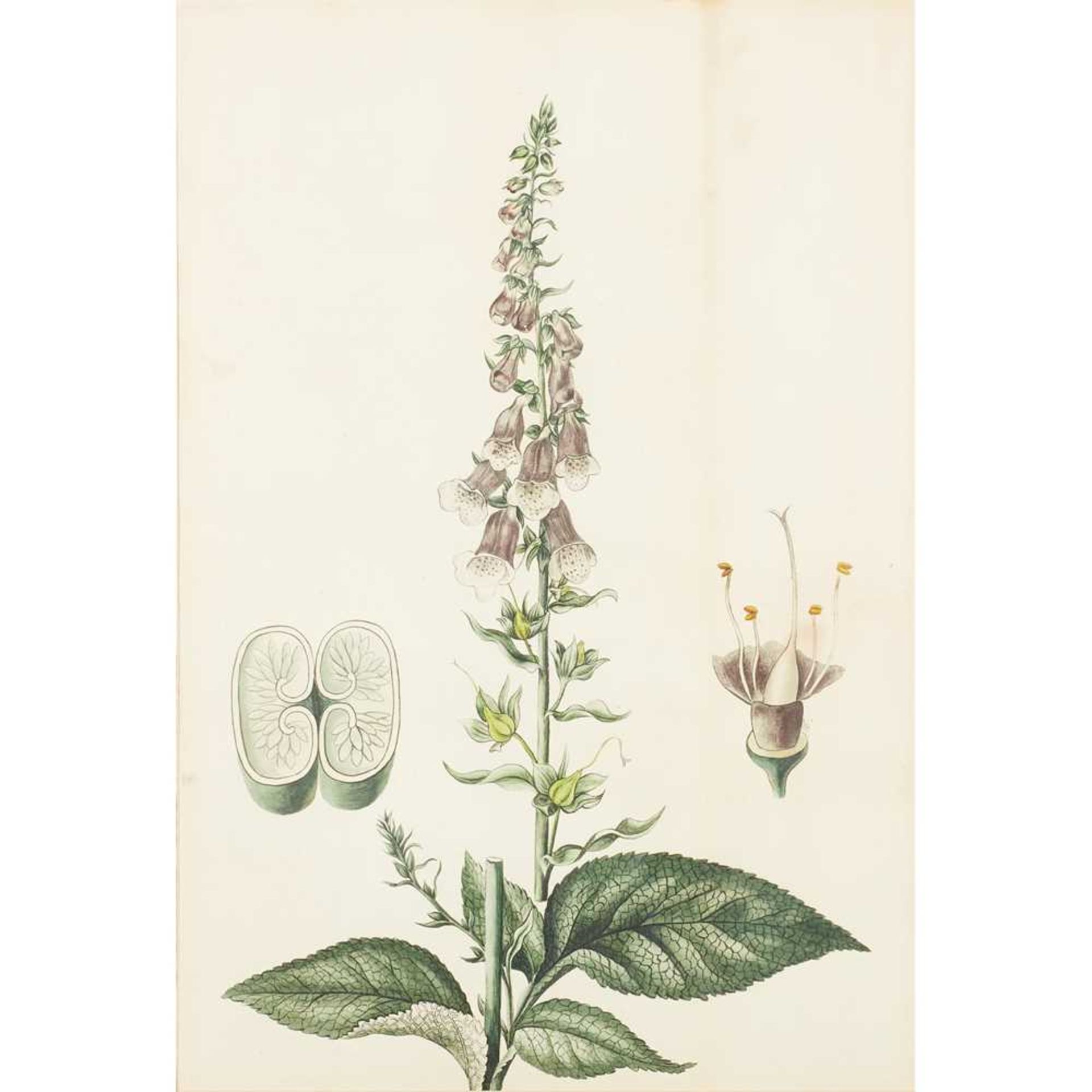 THREE VICTORIAN BOTANICAL WATERCOLOURS 19TH CENTURY - Image 5 of 10