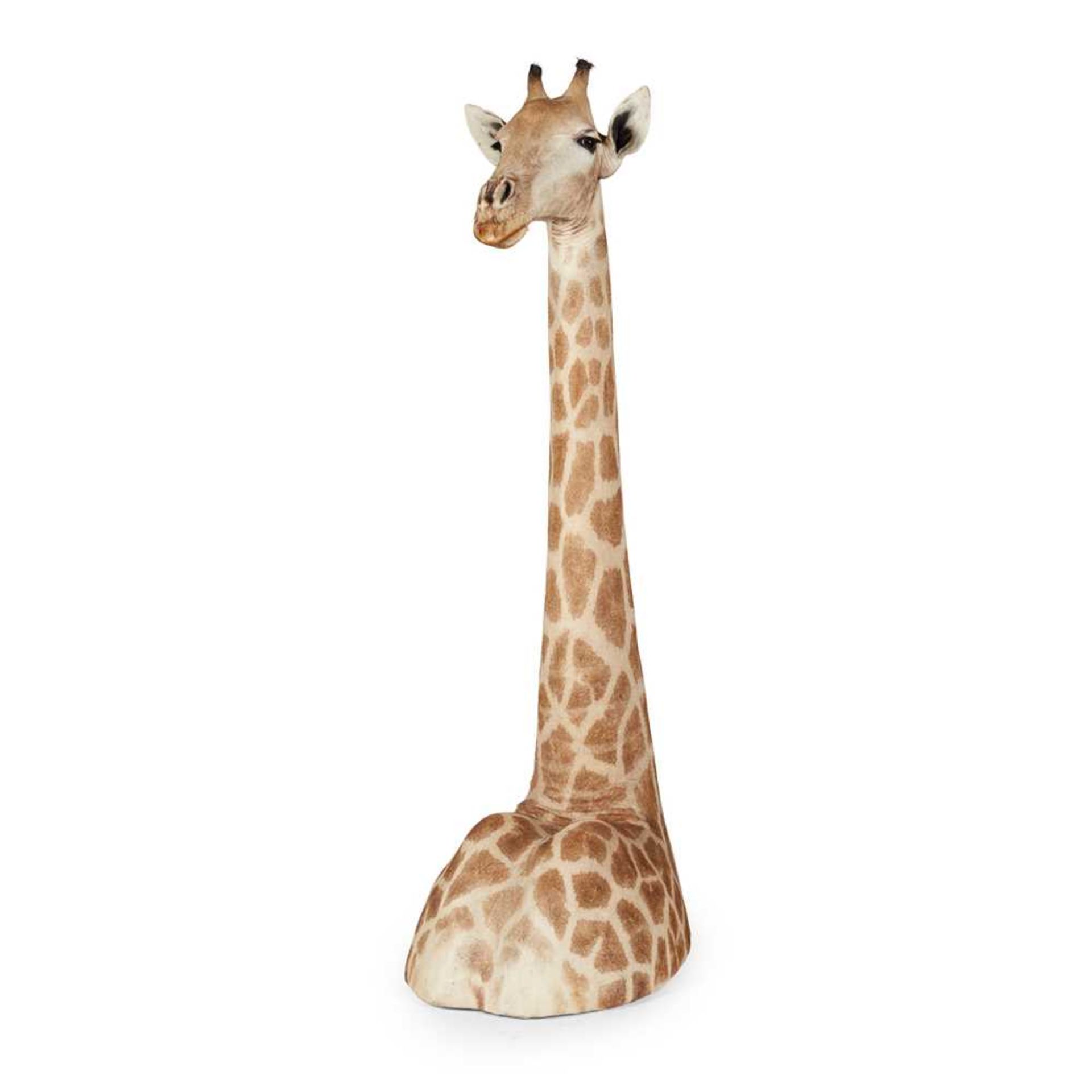 Y TAXIDERMY GIRAFFE HEAD, NECK, AND SHOULDER MOUNT 20TH CENTURY