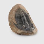 TRILOBITE FOSSIL, ODONTOCHILE SP, MOROCCO, DEVONIAN PERIOD, 400 MILLION YEARS B.P.