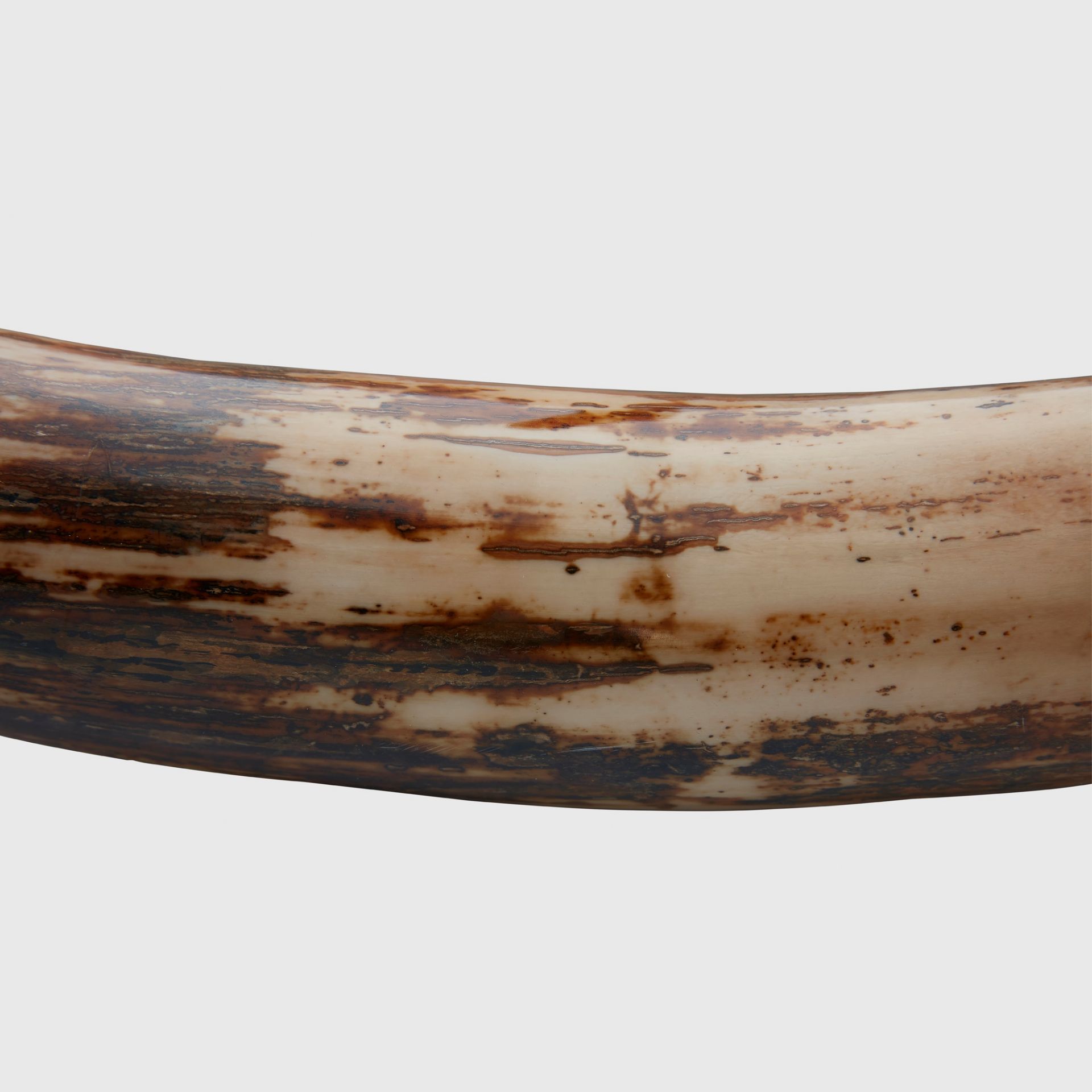 LARGE WOOLLY MAMMOTH TUSK, MAMMUTHUS PRIMIGENIUS SIBERIA, PLEISTOCENE C. 80,000 - 10,000 YEARS B.P. - Image 3 of 5