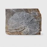 CRINOID SEA LILY FOSSIL MOROCCO, 400 MILLION YEARS B.P.