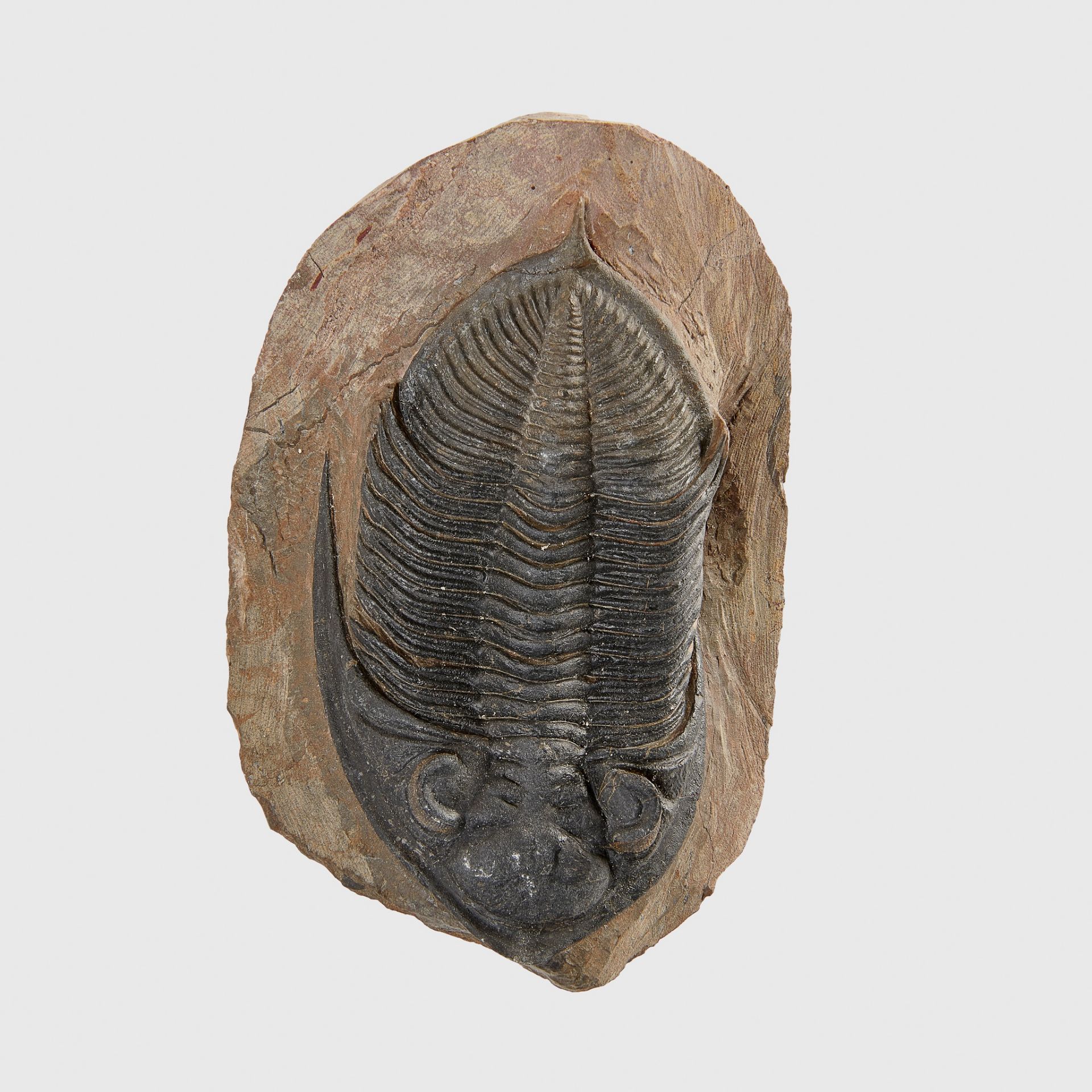 TRILOBITE FOSSIL, ODONTOCHILE SP, MOROCCO, DEVONIAN PERIOD, 400 MILLION YEARS B.P. - Image 2 of 2