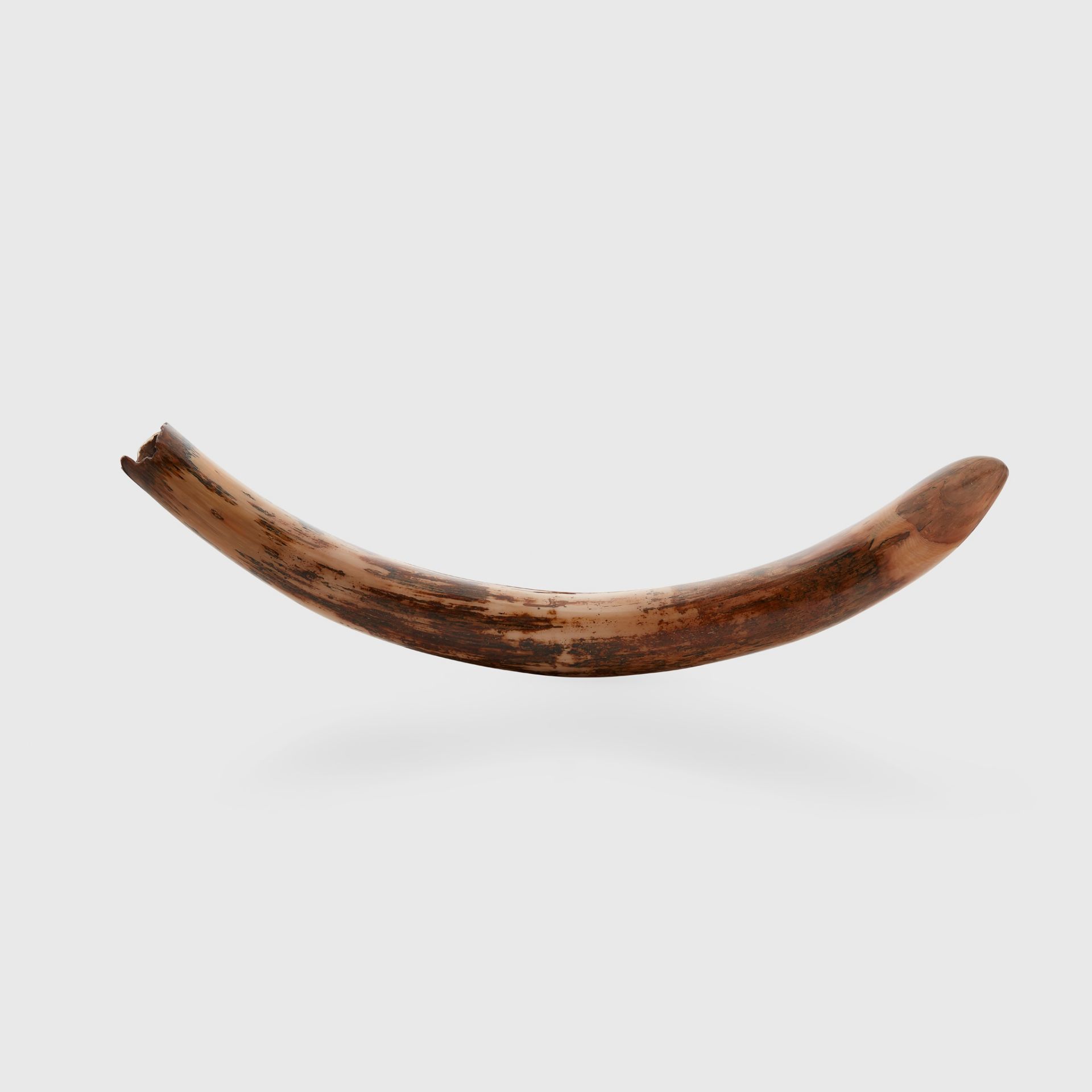 LARGE WOOLLY MAMMOTH TUSK, MAMMUTHUS PRIMIGENIUS SIBERIA, PLEISTOCENE C. 80,000 - 10,000 YEARS B.P. - Image 2 of 5