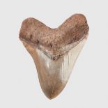 FOSSIL SHARK TOOTH, OTODUS MEGALODON SOUTH CAROLINA, MIOCENE PERIOD, 15 MILLION YEARS B.P.