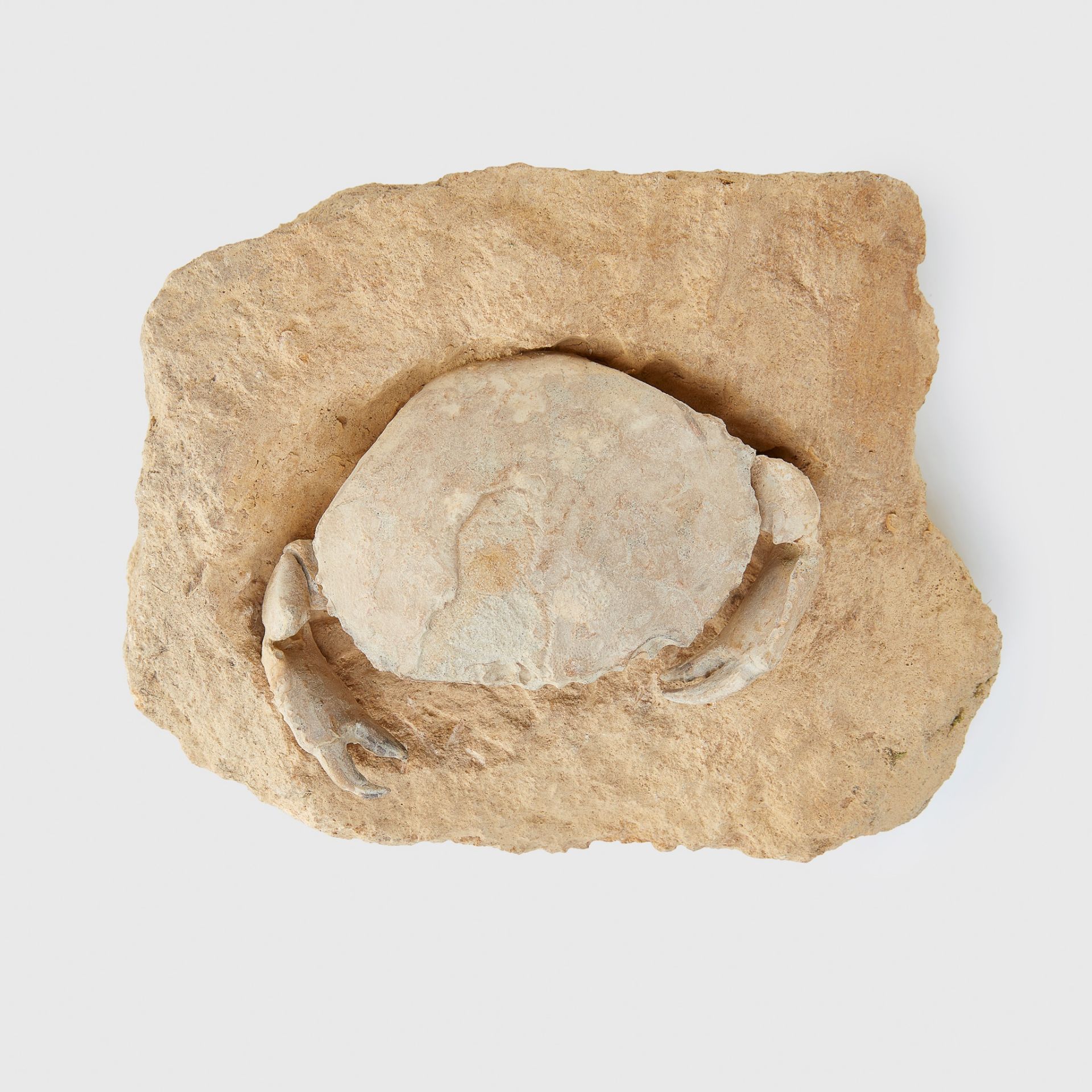 ARCHAEOGERYON CRAB FOSSIL ARGENTINA, MIOCENE PERIOD, 20 MILLION YEARS B.P. - Image 2 of 3