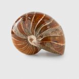 LARGE NAUTILUS SPECIMEN MADAGASCAR, MIDDLE CRETACEOUS C. 110 MILLION YEARS B.P.