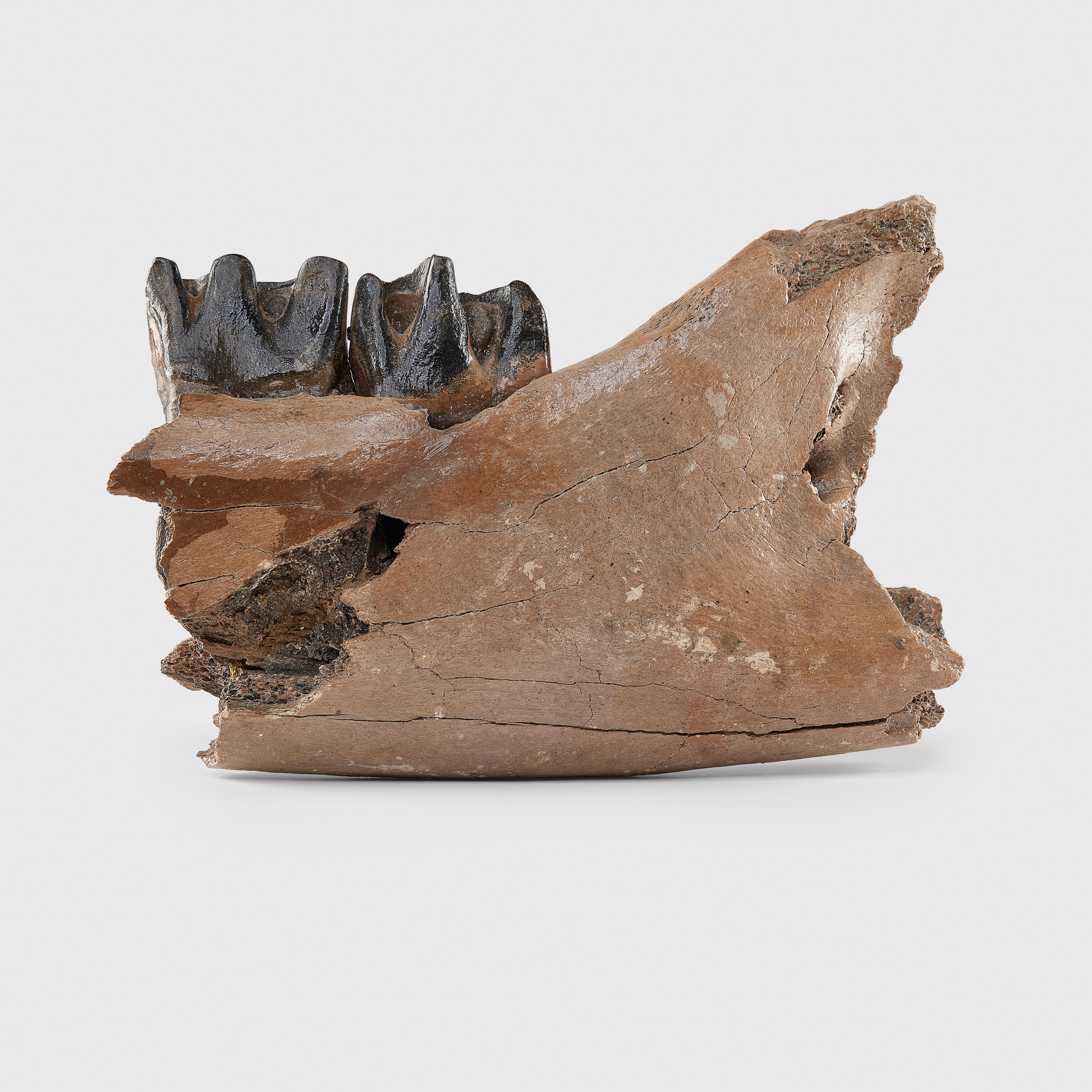 WOOLLY RHINOCEROS JAWBONE NORTH SEA, PLEISTOCENE