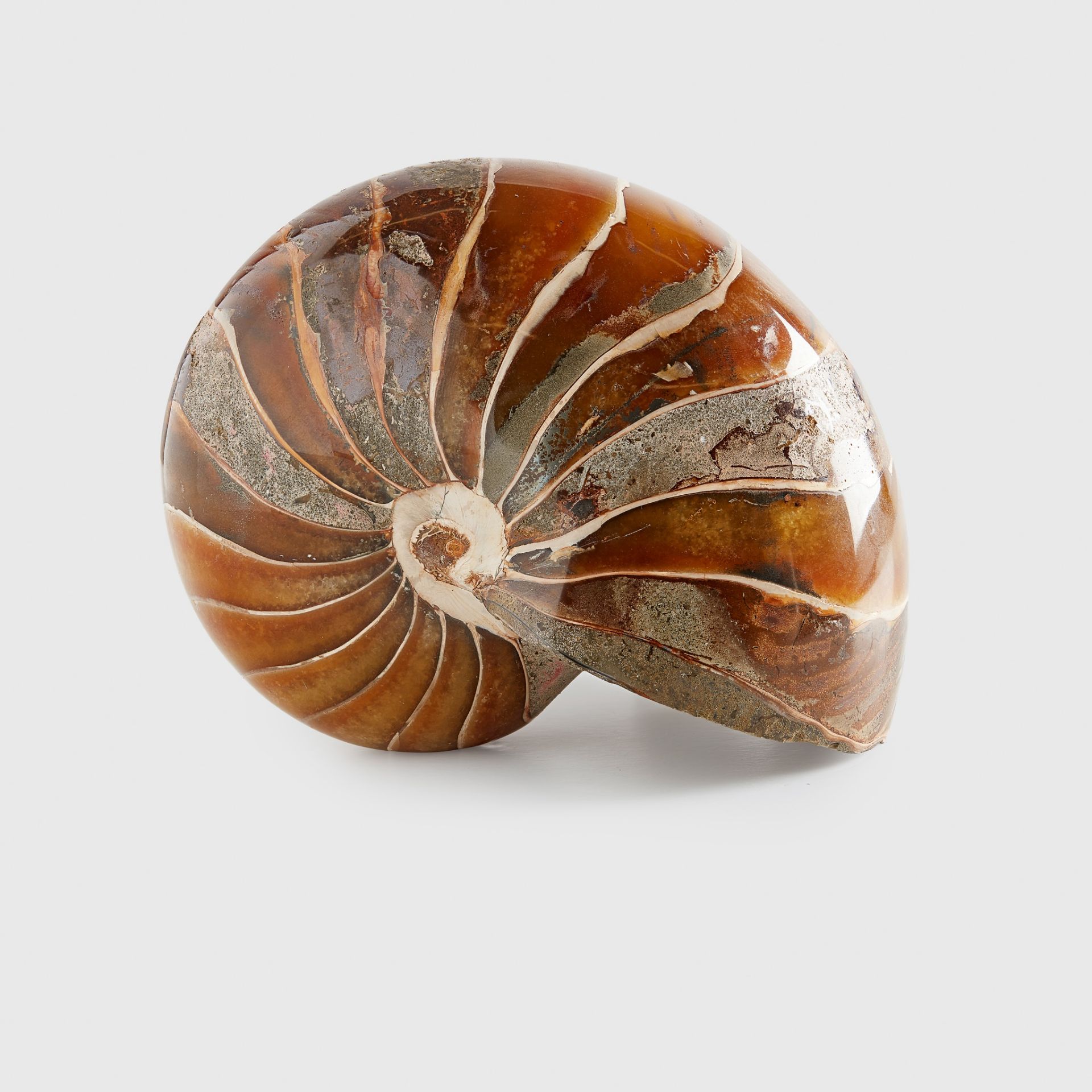 LARGE NAUTILUS SPECIMEN MADAGASCAR, MIDDLE CRETACEOUS C. 110 MILLION YEARS B.P. - Image 2 of 2