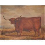 JOHN MCLEOD (SCOTTISH FL.1846-1872) STUDY OF A WEST HIGHLAND OX AGED 5 YEARS