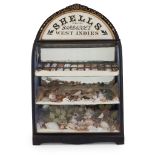 VICTORIAN WEST INDIES SHELL DISPLAY CASE LATE 19TH CENTURY