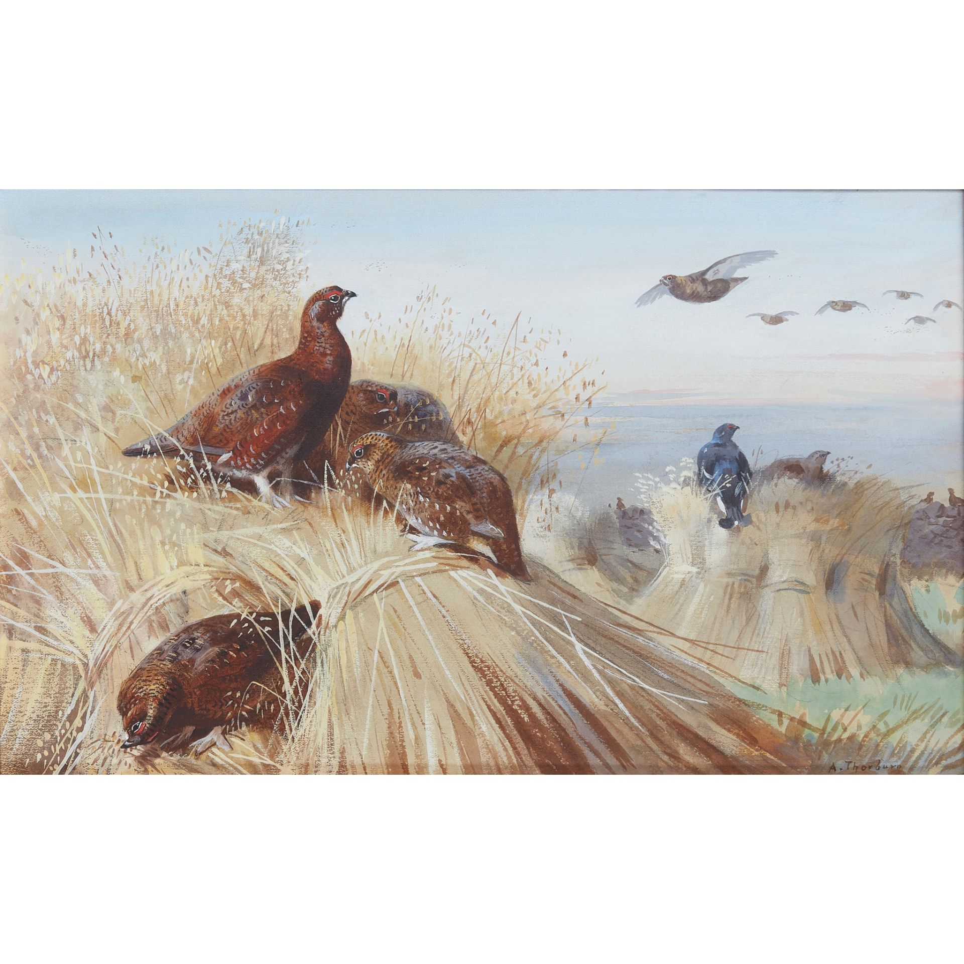 ARCHIBALD THORBURN (SCOTTISH 1860-1935) RED GROUSE AND BLACKCOCK AMONGST THE STOOKS