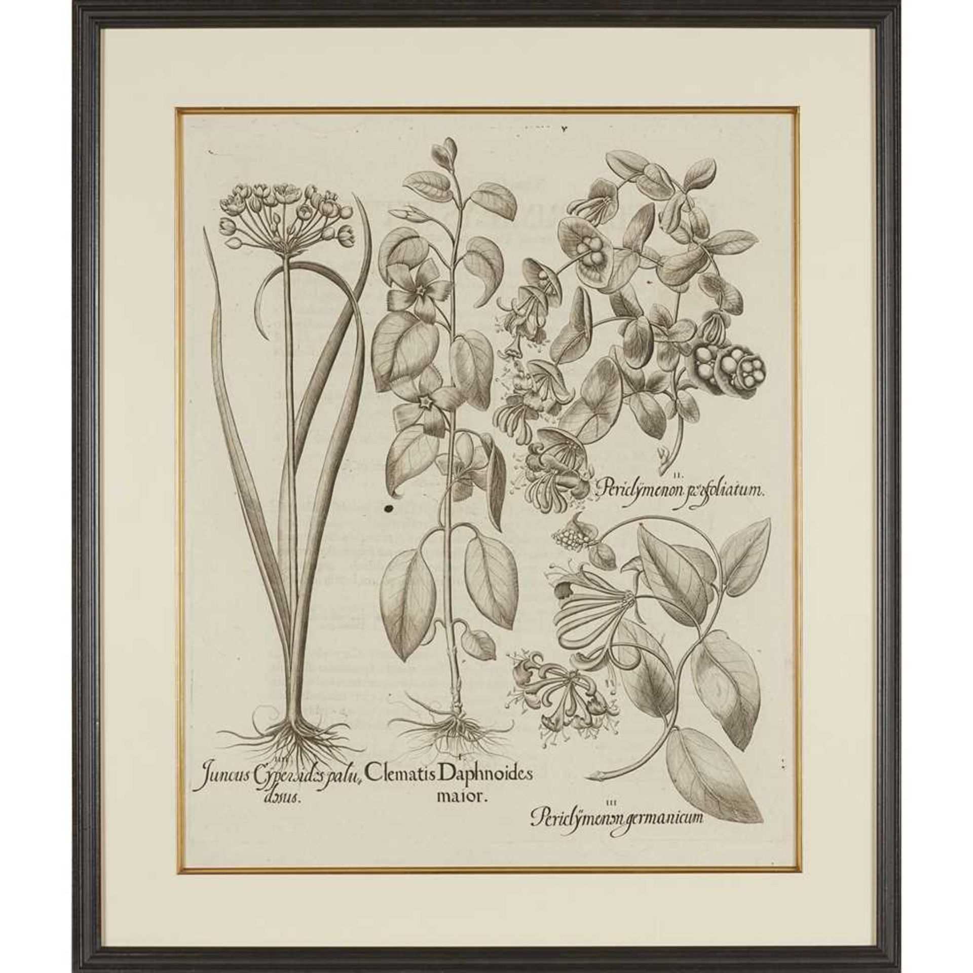 Besler, Basilius Two engraved plates Acantium Sylvestre flornalbo, and Juncus Cypersides