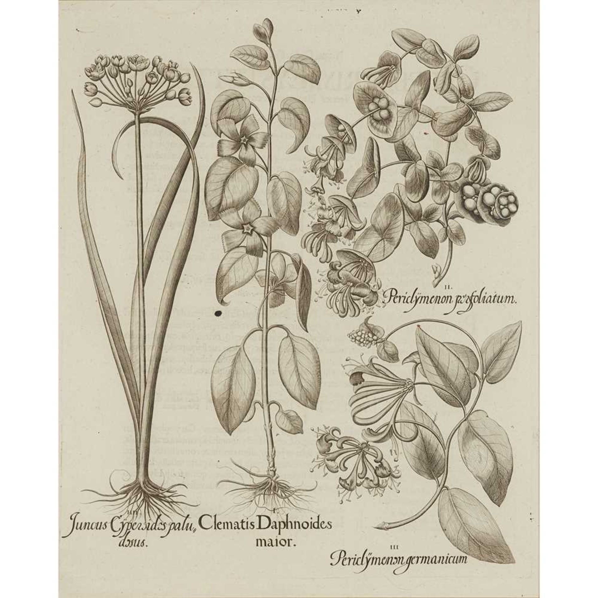 Besler, Basilius Two engraved plates Acantium Sylvestre flornalbo, and Juncus Cypersides - Image 4 of 6