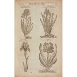 Gerard, John The Herball or Generall Historie of Plantes London: Adam Islip, Joice Norton and