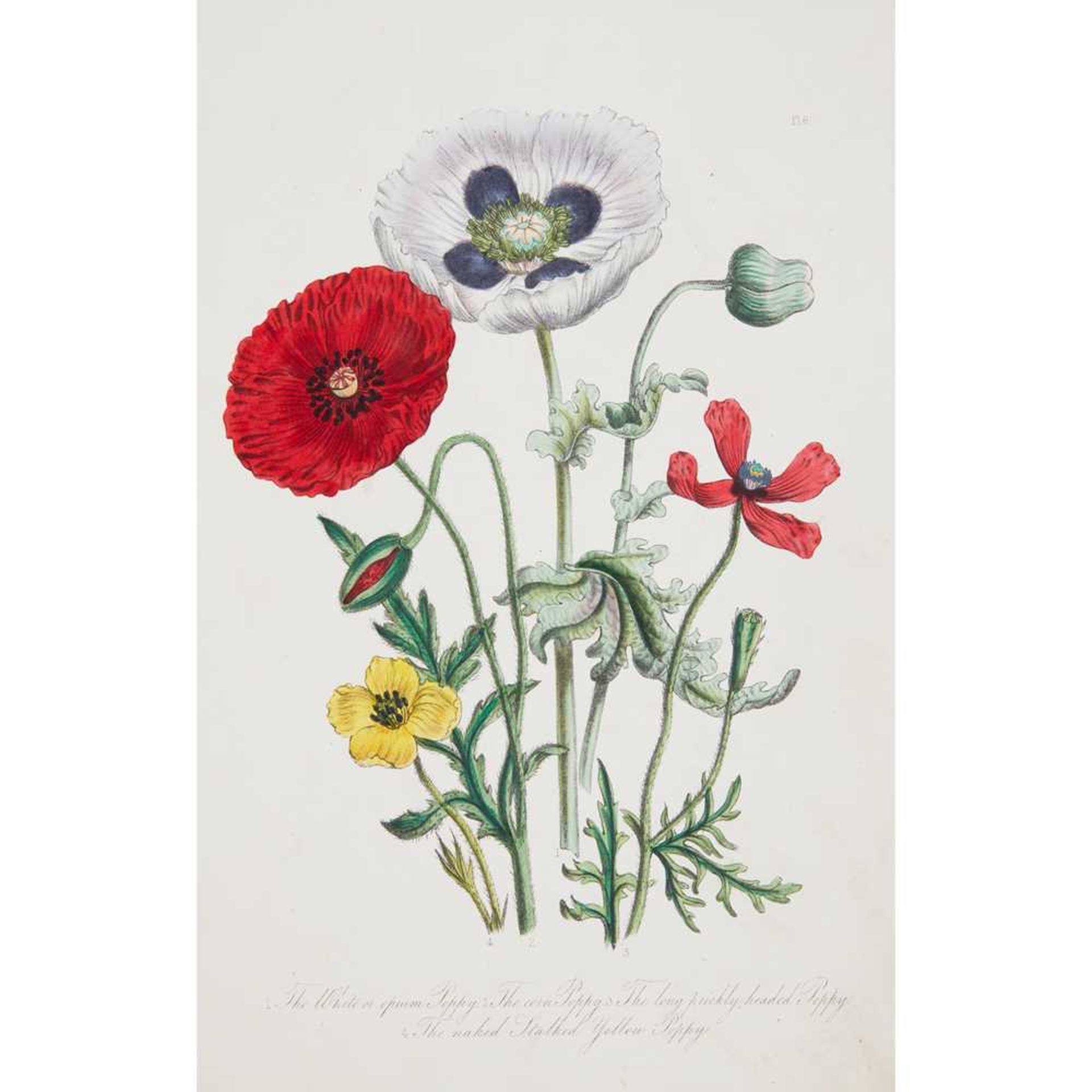 3 volumes, comprising Loudon, Mrs British Wild Flowers. London: W. S. Orr, [1849 ]. Second