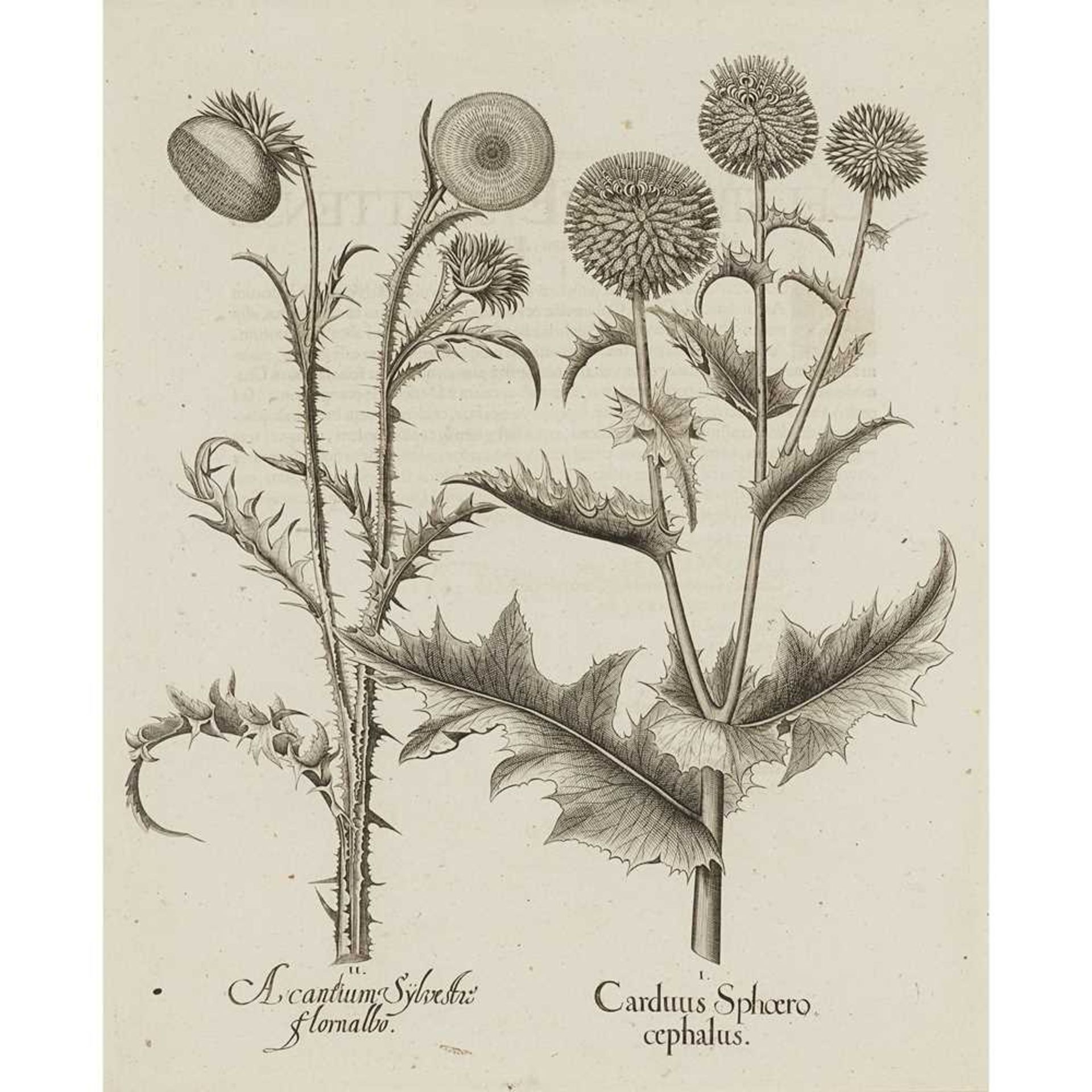Besler, Basilius Two engraved plates Acantium Sylvestre flornalbo, and Juncus Cypersides - Image 3 of 6