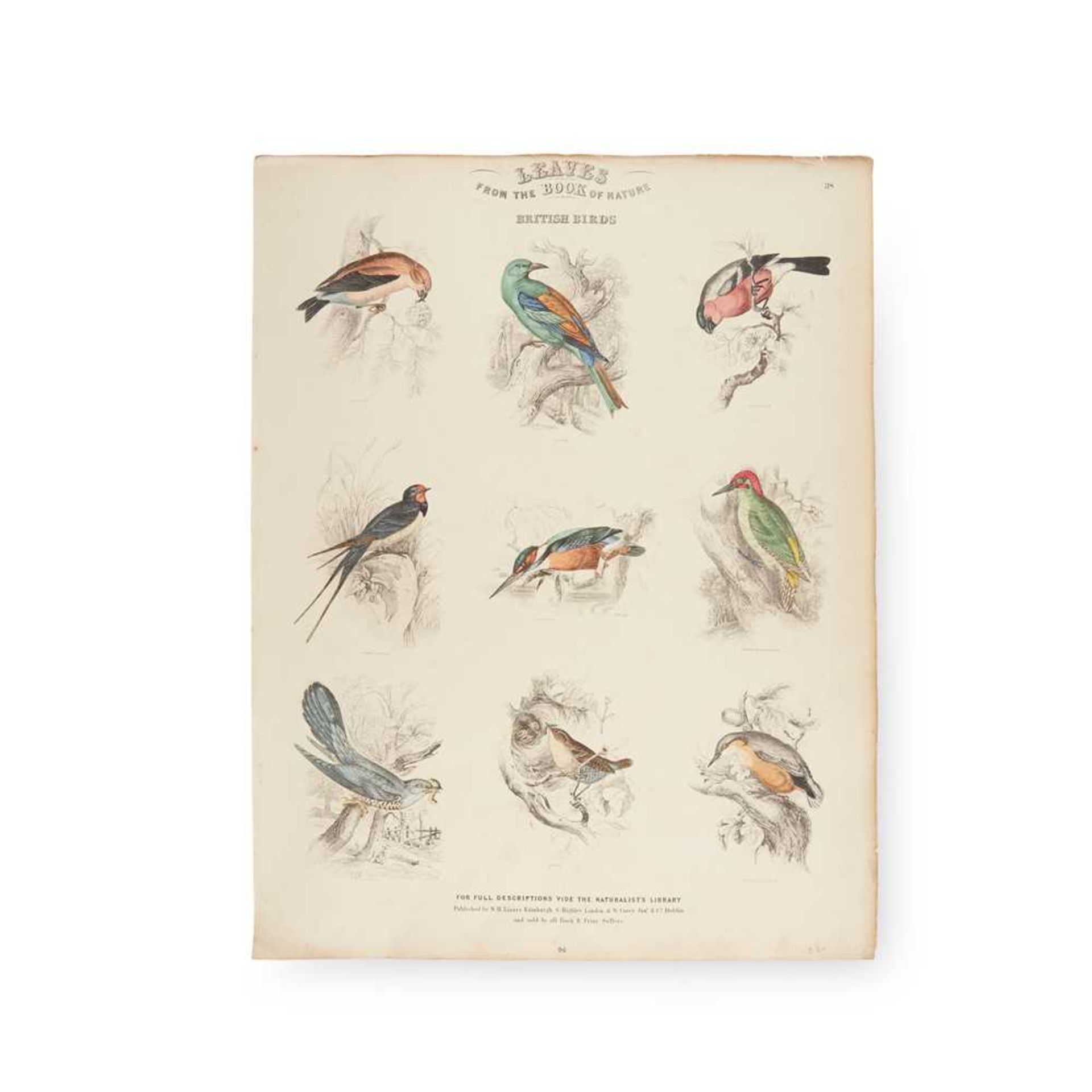 Natural History plates including10 hand-coloured engravings - Image 4 of 4