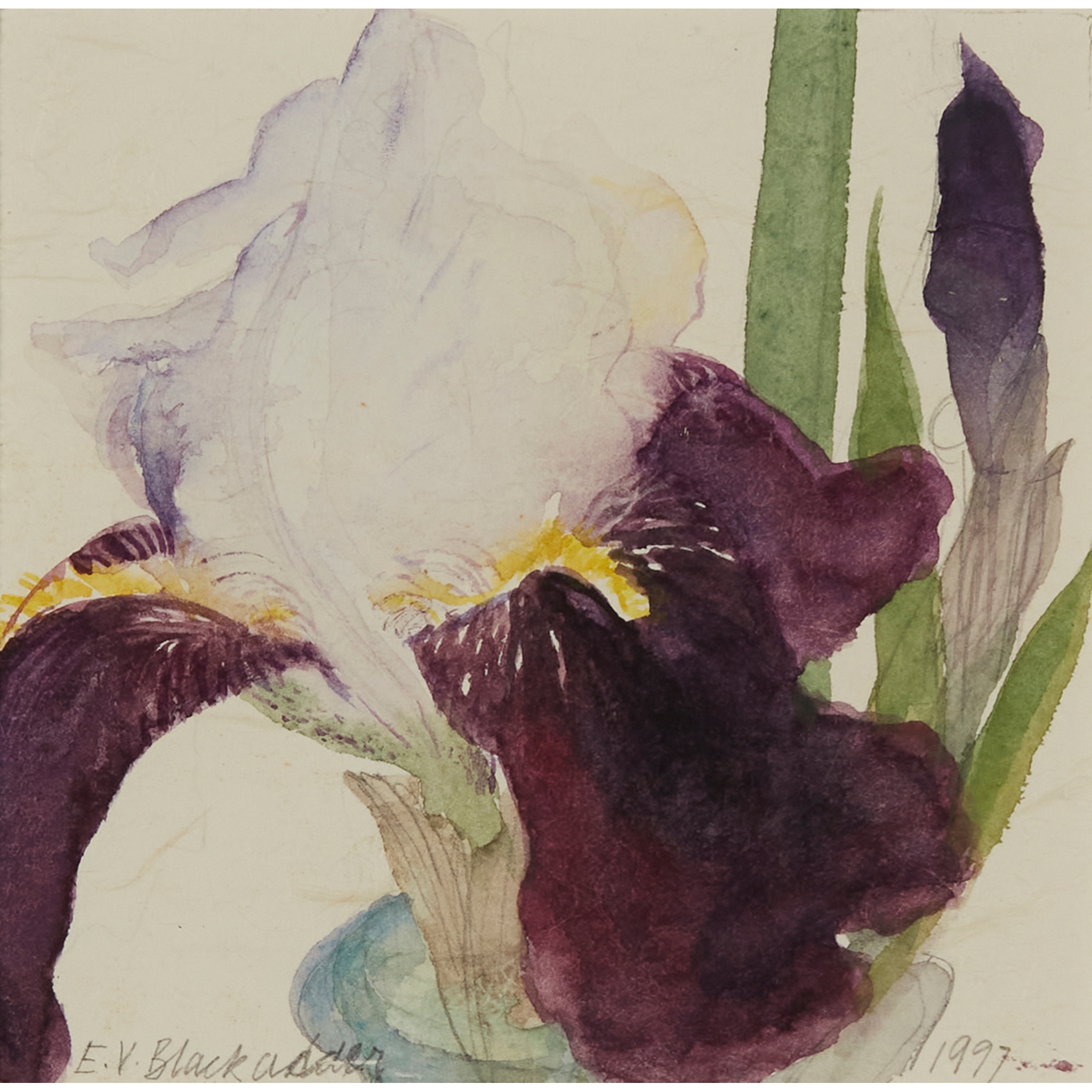 § DAME ELIZABETH BLACKADDER O.B.E., R.A., R.S.A., R.S.W., R.G.I., D.Litt (SCOTTISH 1931-) IRIS,