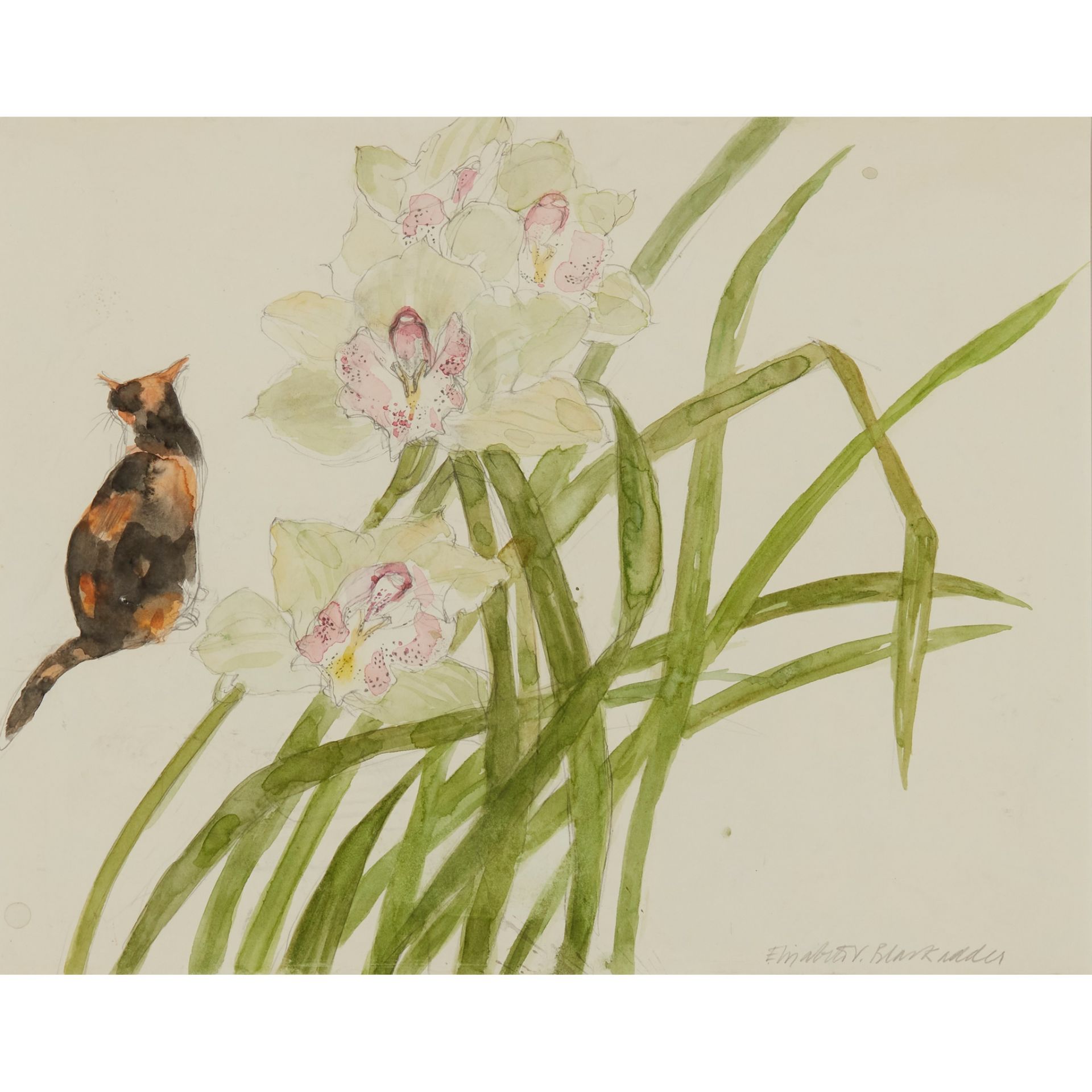 § DAME ELIZABETH BLACKADDER O.B.E., R.A., R.S.A., R.S.W., R.G.I., D.Litt (SCOTTISH 1931-) ORCHID