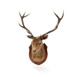 Y A TWELVE POINT 'ROYAL' STAGS HEAD 20TH CENTURY